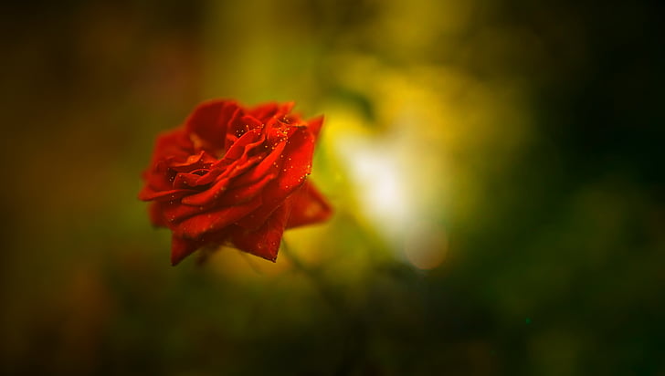 Red Rose, Beautiful, HD, 4K, HD wallpaper