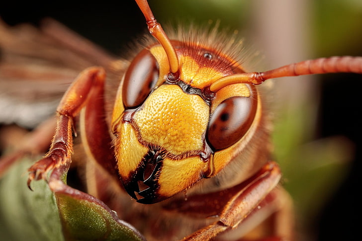 Wespen, Makro, Natur, Insekt, Braun, Augen, HD-Hintergrundbild