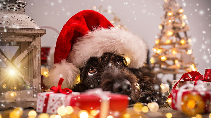 собака в новогодней шапке, Рождество, Новый год, снег, собака, милые животные, 4к, HD обои
