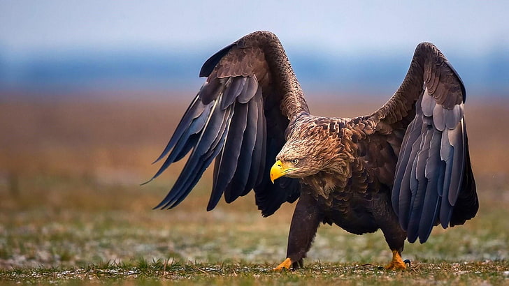 eagle, fauna, beak, wildlife, bird, bird of prey, white-tailed eagle, wing, haliaeetus albicilla, HD wallpaper