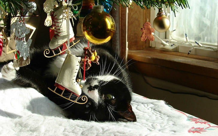 Котешки коледни елхи Зимни играчки, черно-бяла котка с къса козина, Коледа, дърво, зима, играчки, HD тапет