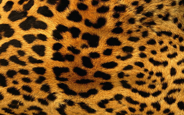 animals, fur, leopard, patterns, print, HD wallpaper