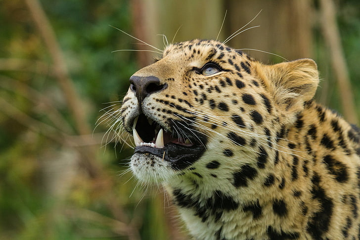 tigre marrone e nera, amur leopardo, leopardo, predatore, muso, denti, Sfondo HD