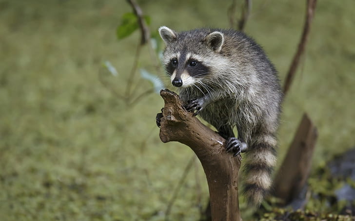 Little raccoon close-up, black-and-gray raccoon, Little, Raccoon, HD wallpaper