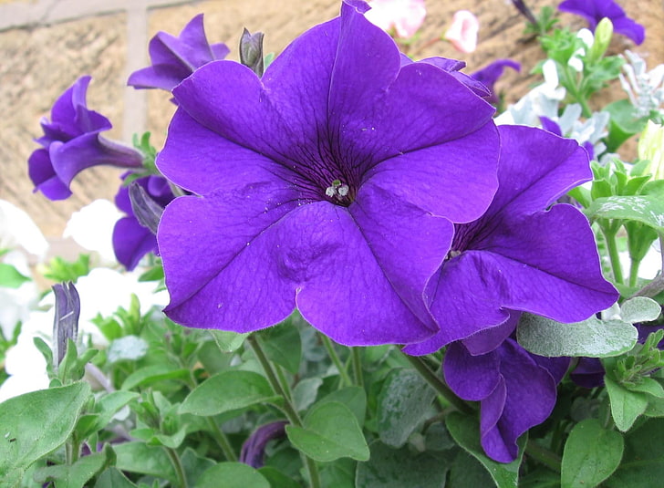 purple petunia flowers, petunia, flower, flowerbed, green, bright, HD wallpaper