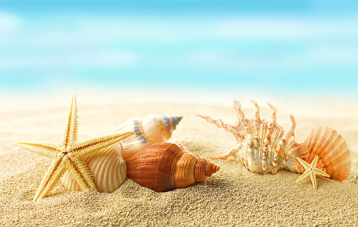 тапети за морски раковини, пясък, море, плаж, слънце, звезди, черупка, лято, слънце, морски раковини, морски звезди, HD тапет