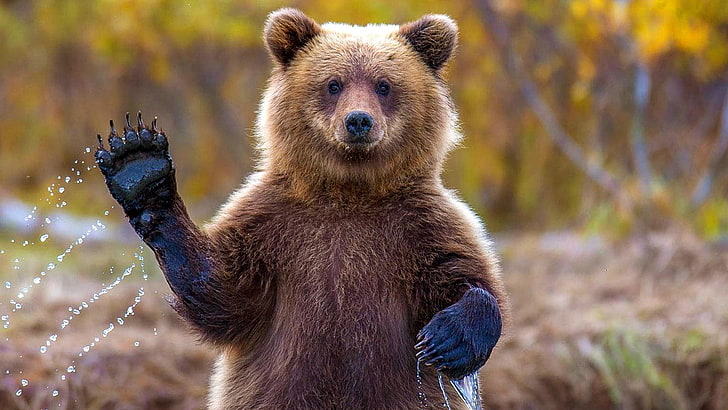 grizzlybjörn, vilda djur, vilda djur, björn, söt, tass, HD tapet