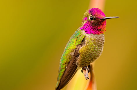 Anna's Hummingbird นกตัวผู้, นกฮัมมิ่งเบิร์ดสีเขียวและสีชมพู, สัตว์, นก, ธรรมชาติ, สีเขียว, นก, สีชมพู, สี, สีม่วงแดง, ขนาดเล็ก, สี, สีรุ้ง, การถ่ายภาพ, มาโคร, แคลิฟอร์เนีย, สายพันธุ์, หัว, ตัวผู้, ขนนก, ขน, มงกุฎ, ใกล้ชิด, สดใส, นกฮัมมิ่งเบิร์ด, สีบานเย็น, สัตว์ป่า, สัตว์ป่า, พืช, ถิ่นที่อยู่, สหรัฐ, losangeles, แมลงผสมเกสร, นกที่เล็กที่สุด, กอร์เก็ต, อาร์คาเดีย, colibri, AnnasHummingbird, CalypteAnna, BronzeGreen, CrimsonRed, ReddishPink, วอลล์เปเปอร์ HD HD wallpaper