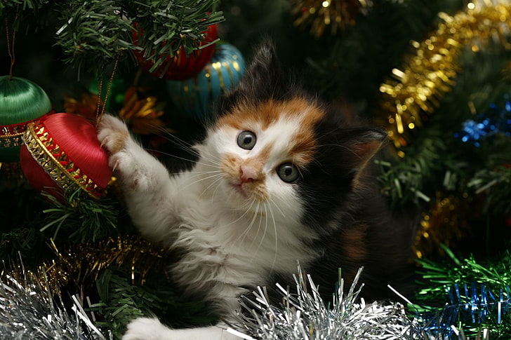 かわいいクリスマス子猫hd壁紙無料ダウンロード Wallpaperbetter