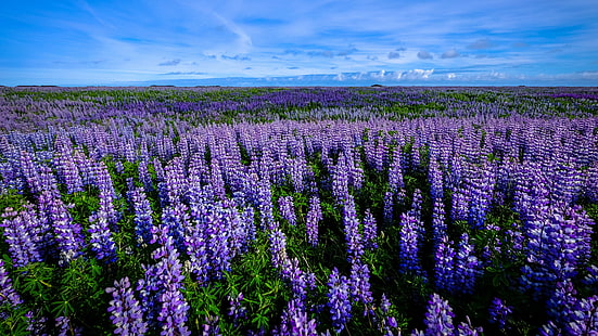цветок, растение, цветочное поле, цветочный ковер, поле, небо, голубое небо, люпин, полевой цветок, bluebonnet, цветущее растение, пейзаж, весна, цвести, HD обои HD wallpaper