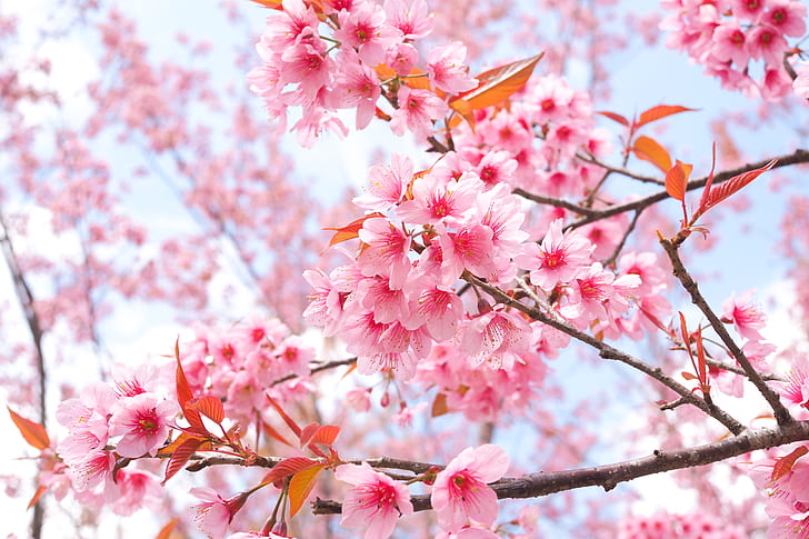 ветки, весна, сакура, цветение, розовый, цветение, вишня, цветение, HD обои