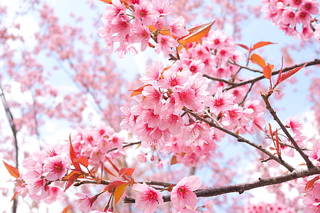 ramos, primavera, sakura, floração, rosa, flor, cereja, flor, HD papel de parede HD wallpaper