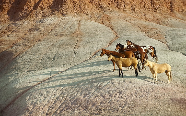 konie w różnych kolorach, koń, stado, wzgórze, stojące, czekające, Tapety HD
