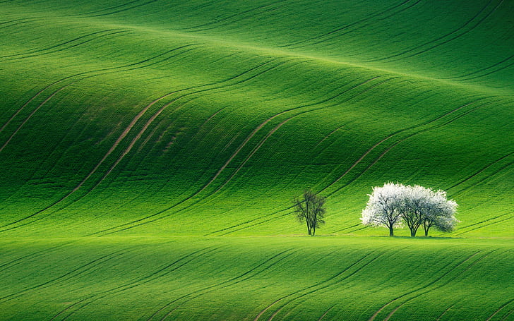Green Landscape, 4k, 8k, HD, wallapers, Sfondo HD