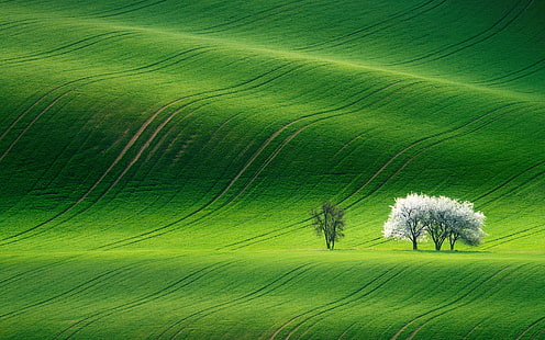 Green Landscape, 4k, 8k, HD, วอลล์เปเปอร์, วอลล์เปเปอร์ HD HD wallpaper