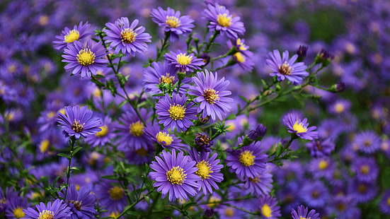Asters Purple Yellow Flowers Ornamental Plants From Family Asteraceae Desktop Wallpapers For Computer Tablet Mobile Phones 1920×1080, HD wallpaper HD wallpaper