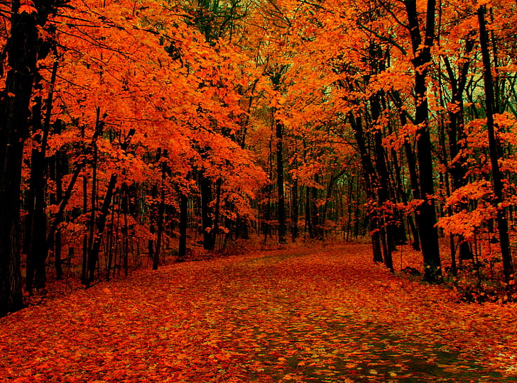 Ruta de otoño, árboles de otoño, Estaciones, Otoño, Naranja, Hermosa, Árboles, Otoño, Camino, Wisconsin, Milwaukee, Greenfield Park, West Allis, Fondo de pantalla HD