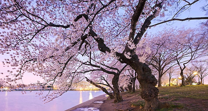 cherry blossom  screensaver, HD wallpaper
