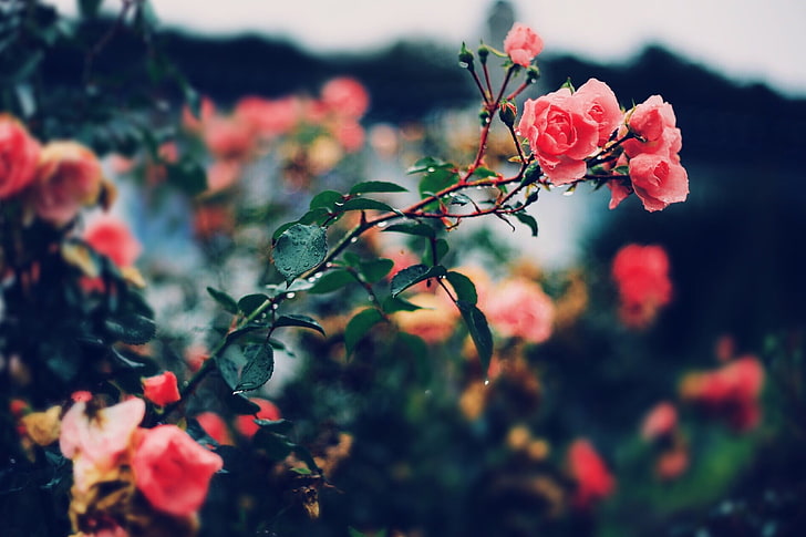 분홍색과 흰색 꽃잎 꽃, 식물, 꽃, 장미, HD 배경 화면