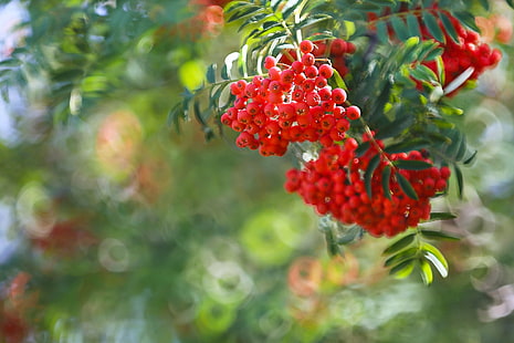 berries, branch, Rowan, bokeh, bunches of Rowan, HD wallpaper HD wallpaper
