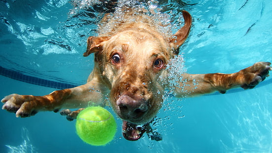 Labrador, dog, underwater, cute animals, funny, HD wallpaper HD wallpaper
