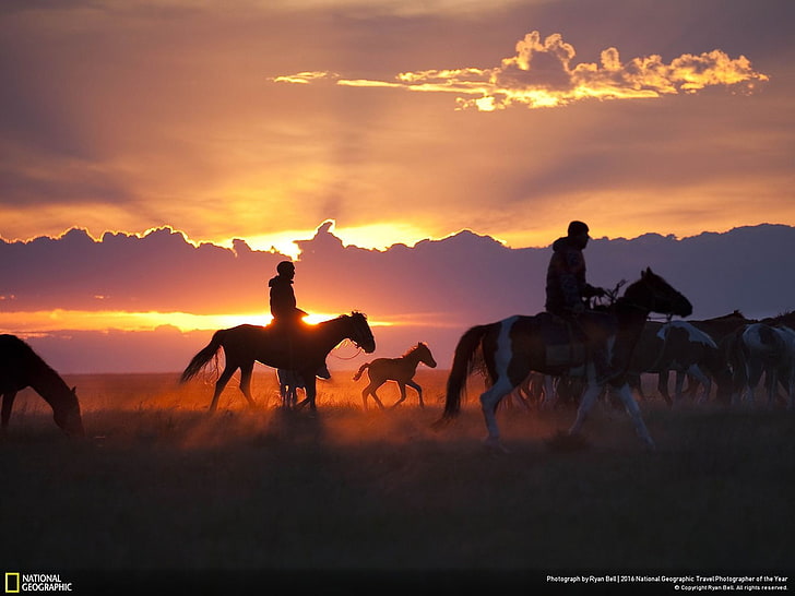Źrebię konia z obręczą - National Geographic Wall., Tapety HD