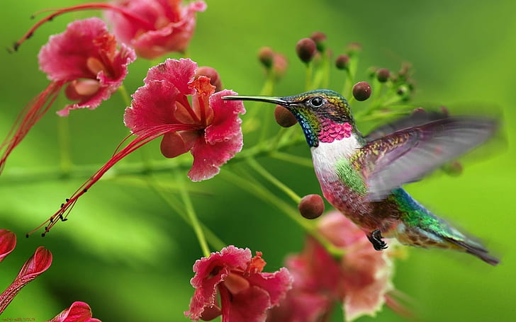 Fiori di colibrì che volano, colibrì, fiore, volo, Sfondo HD