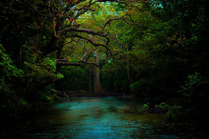 Земля, Лес, Темный, Зеленый, Река, HD обои