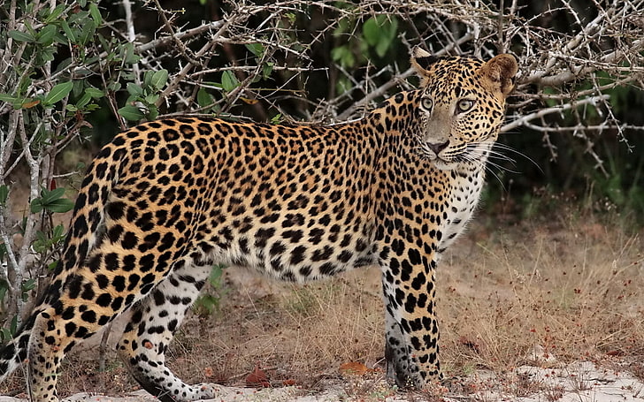 brown leopard, leopard, branches, stand, predator, HD wallpaper