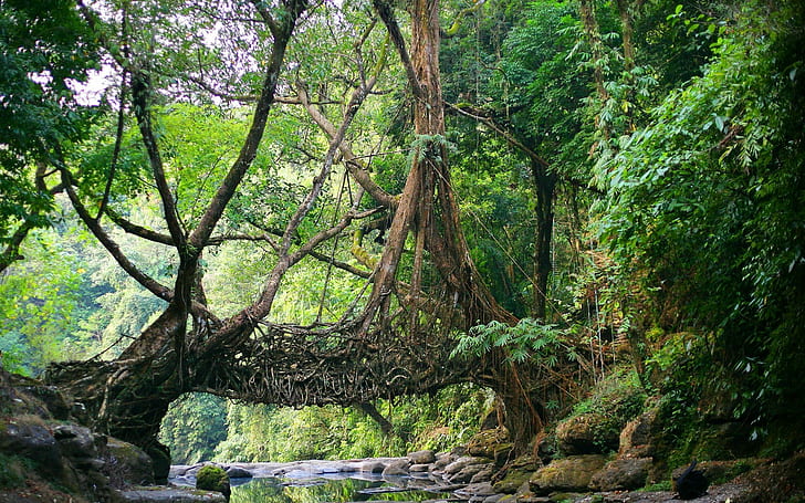 橋、インド、ジャングル、メガラヤ、自然工学、自然、北東インド、川、根、根、シロン、木、 HDデスクトップの壁紙