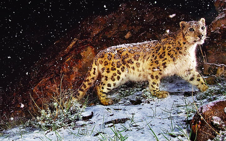 Snow Flurry Leopard, snow, rock, leopard, animals, HD wallpaper
