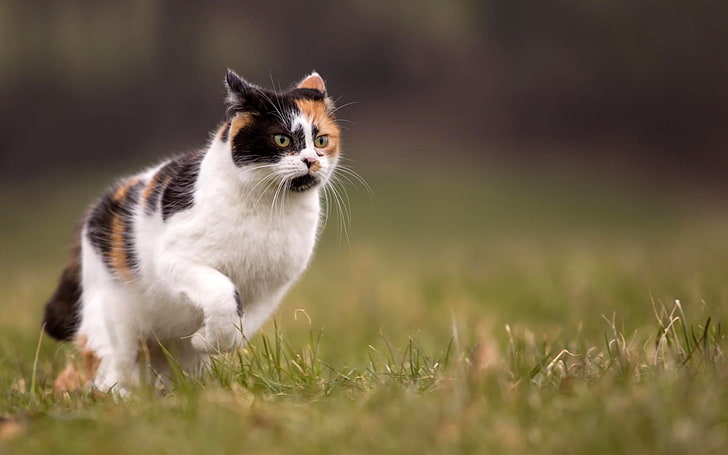 weiße und schwarze Tabbykatze, Katze, Tiere, Laufen, Gras, Schärfentiefe, HD-Hintergrundbild