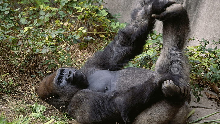 Gorila tonto, chimpancé negro, animales, 1920x1080, gorila, Fondo de pantalla HD