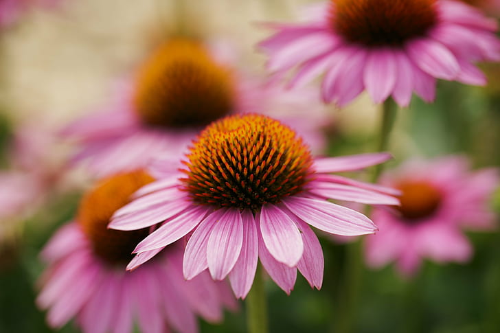 selective focus photography of pink flowers on bloom, nature, flower, coneflower, plant, echinacea, close-up, summer, macro, daisy, petal, HD wallpaper