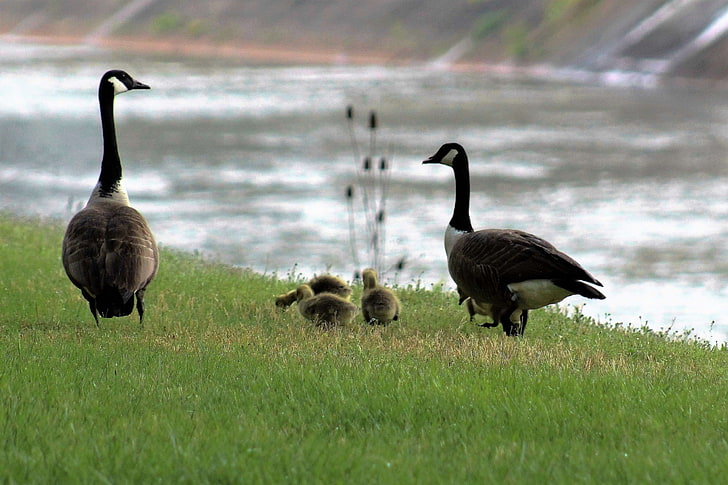 geese, goose, gosling, HD wallpaper