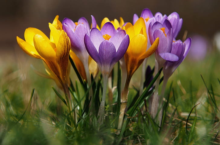 Frühling, Krokusse, Bokeh, Safran, HD-Hintergrundbild