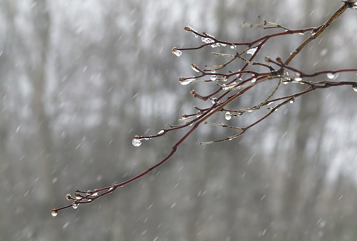 close-up photo of rain droplets on tree branches, close-up, photo, droplets, tree, branches, spring  snow, ice  rain, cold, massachusetts, seasons, winter, snow, nature, branch, frost, cold - Temperature, season, forest, ice, outdoors, weather, frozen, backgrounds, HD wallpaper