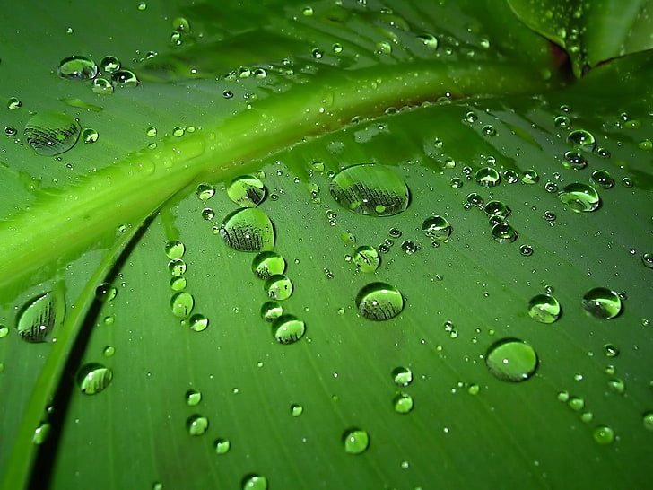 녹색 잎에 물 이슬 벽지, 잎, 방울, 수분, 표면, HD 배경 화면