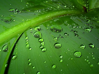 Wassertau auf grünem Blatt Wallpaper, Blatt, Tropfen, Feuchtigkeit, Oberfläche, HD-Hintergrundbild HD wallpaper