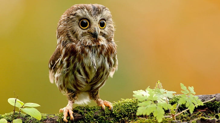 brown owl, owlet, owl, branch, bird, rock, HD wallpaper
