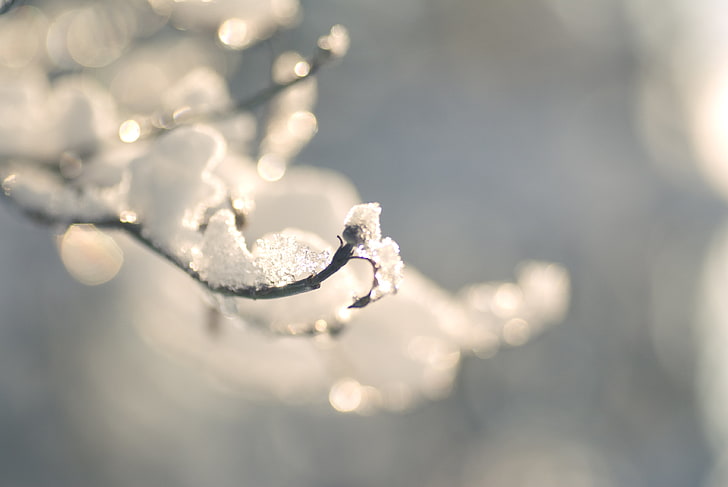 cabang es, cabang, salju, musim dingin, es, Wallpaper HD