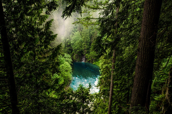 corpo de água e árvores de folhas verdes, natureza, paisagem, água, árvores, lago, pinheiros, floresta, névoa, HD papel de parede