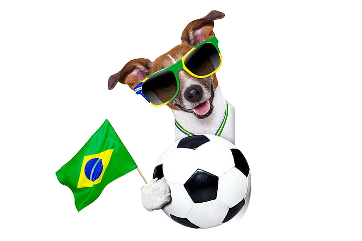 bola de futebol e bandeira do brasil, copa do mundo de fifa, brasil, 2014, cão, bola, HD papel de parede