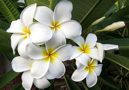 white and yellow frangipani flower, plumeria, blossom, leaf, exotic, HD wallpaper HD wallpaper