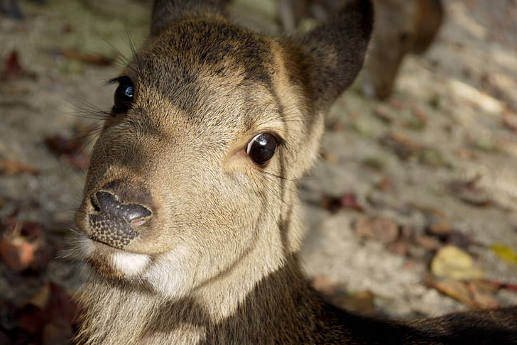 deer, close-up, eyes, muzzle, Animal, HD wallpaper