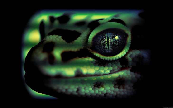 Gecko leopardo, serpiente verde, Animales, Otros, fondos de pantalla de animales increíbles, fondos de pantalla de animales salvajes, fondos de pantalla de gecko leopardo, Fondo de pantalla HD