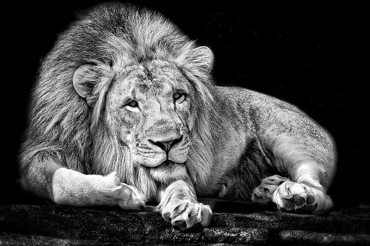 Graustufenfoto des Löwen, Monochrom, Tiere, Löwe, Schwarzes, Weiß, große Katzen, HD-Hintergrundbild