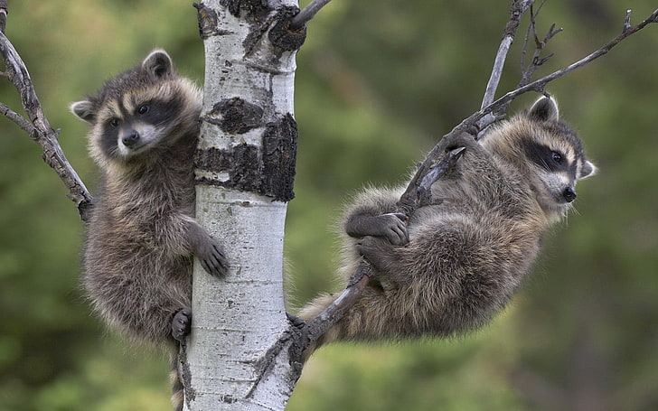 gray raccoons, raccoons, tree, branches, sit, couple, HD wallpaper