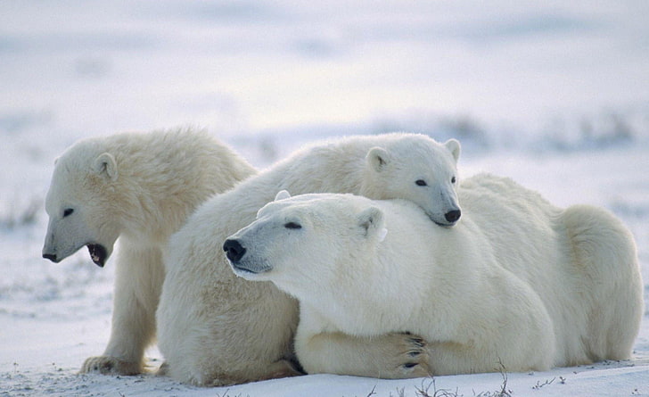 ursos polares, animais, filhotes, neve, HD papel de parede