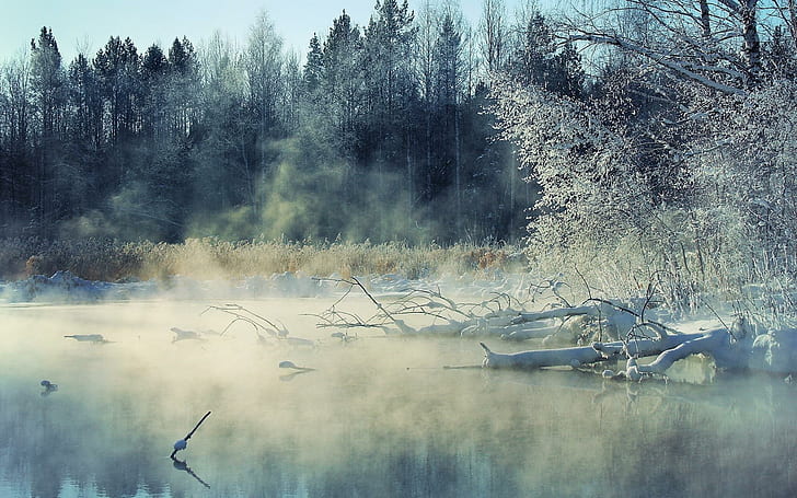 Foggy winter lake, bare trees in calm water surface, nature, 1920x1200, snow, winter, tree, forest, lake, HD wallpaper